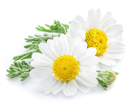 Chamomile